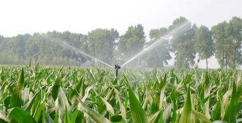 物联网技术赋能农业信息化与生物有机肥料研发的协同发展