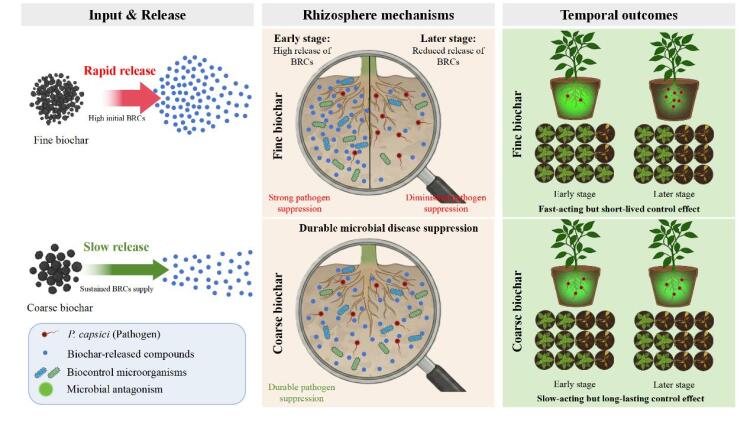 资环所土壤改良与功能肥料创新团队在生物炭调控土壤微生物结构与功能时效机制方面取得重要进展